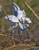 Breeding Egrets_45554